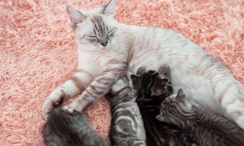 She’s Already Pregnant (Unlikely, But Possible)