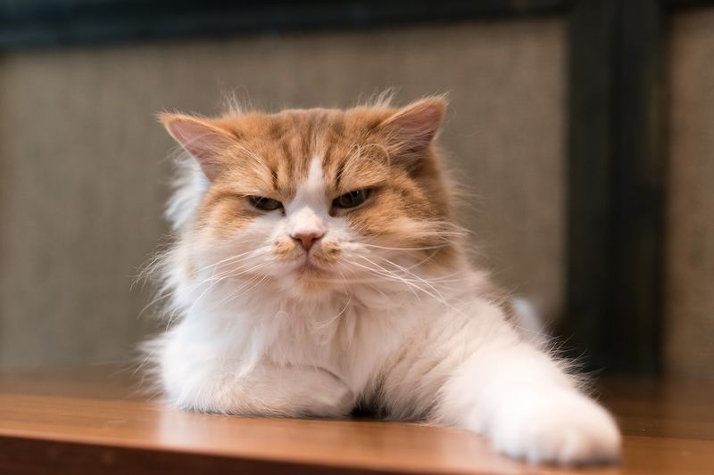 Not All Cats Respond