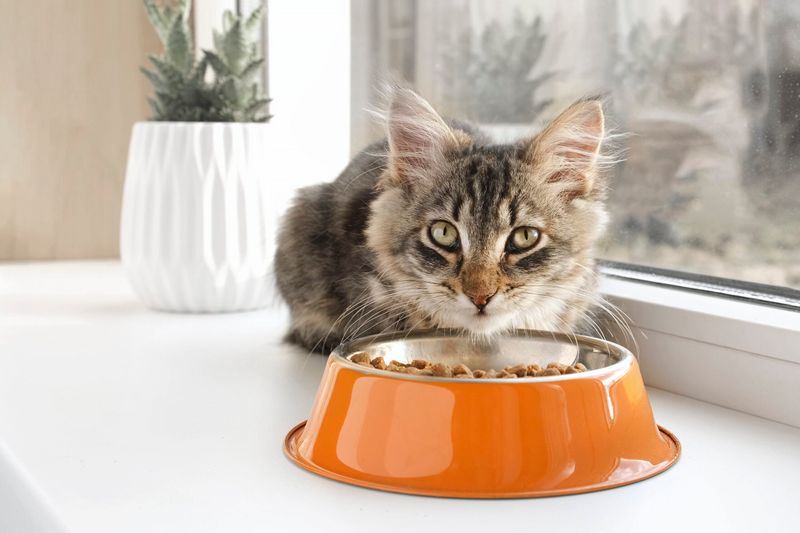 Picky Eating Habits