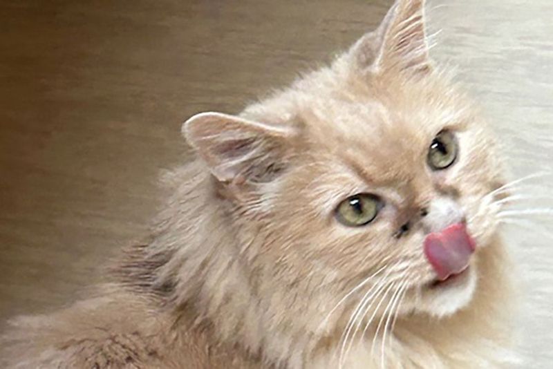 Pico de Gato
