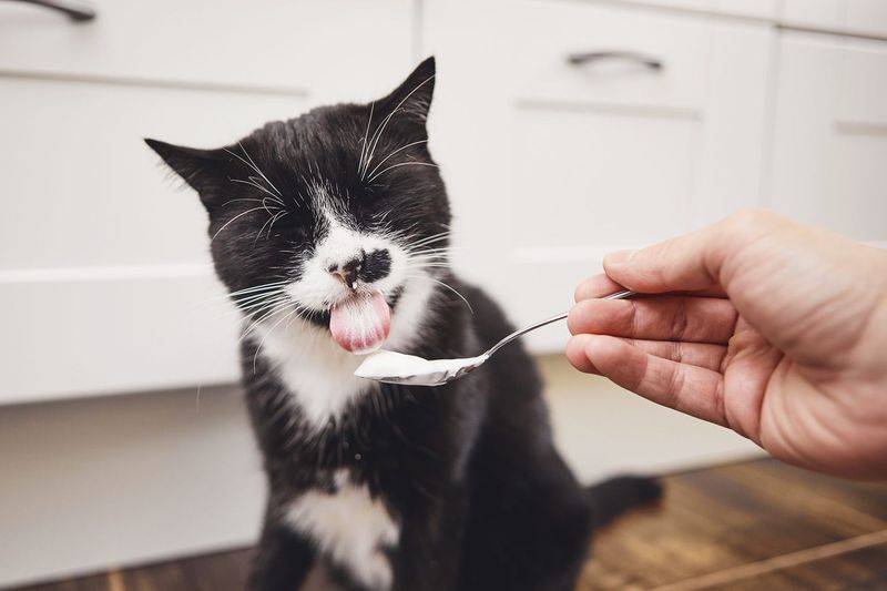 Plain Greek Yogurt