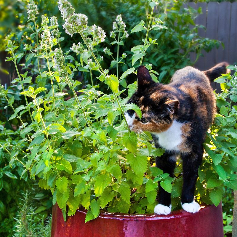 Plant Cat-Friendly Flora