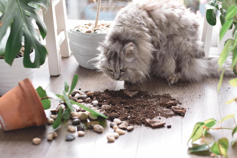 Plant Cat-Repellent Plants