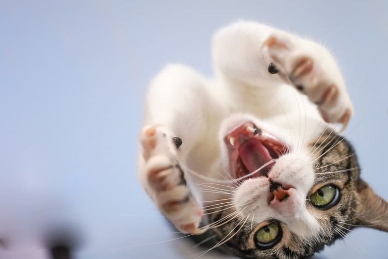 Dental Floss