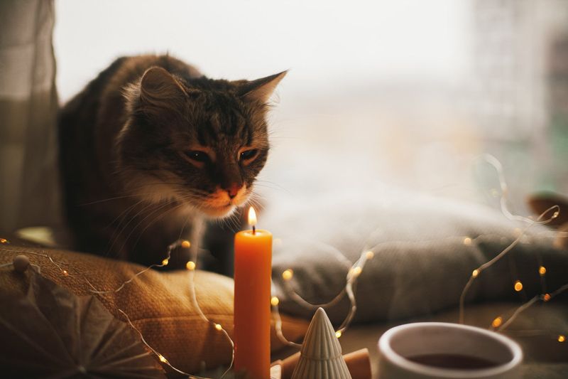 Candles and Diffusers