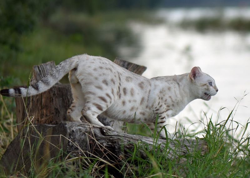 Platinum Bengal