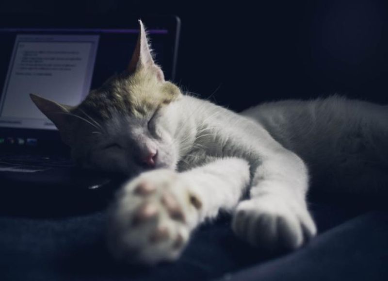 Sleep Pattern Disruptions