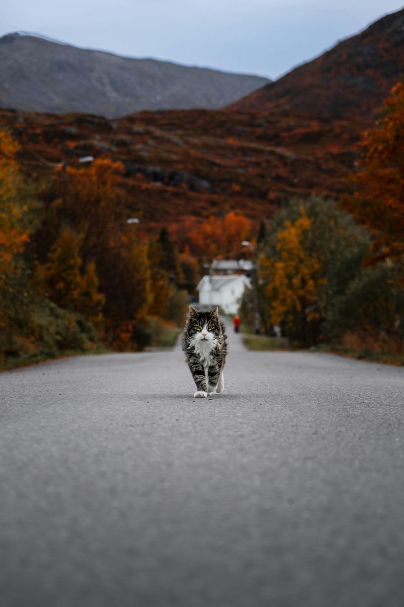 Mysterious Wanderers