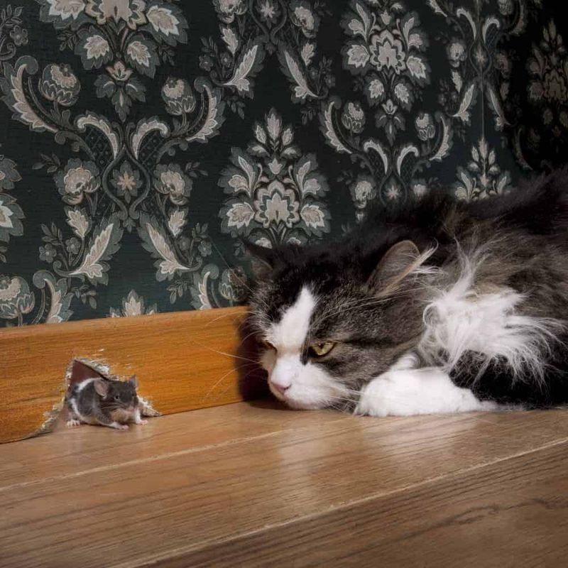 Mimicking Hunting Behavior