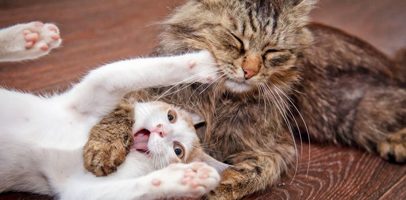 Playful Interaction