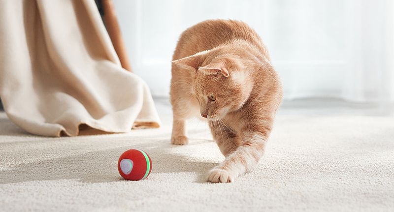 Playful Personalities