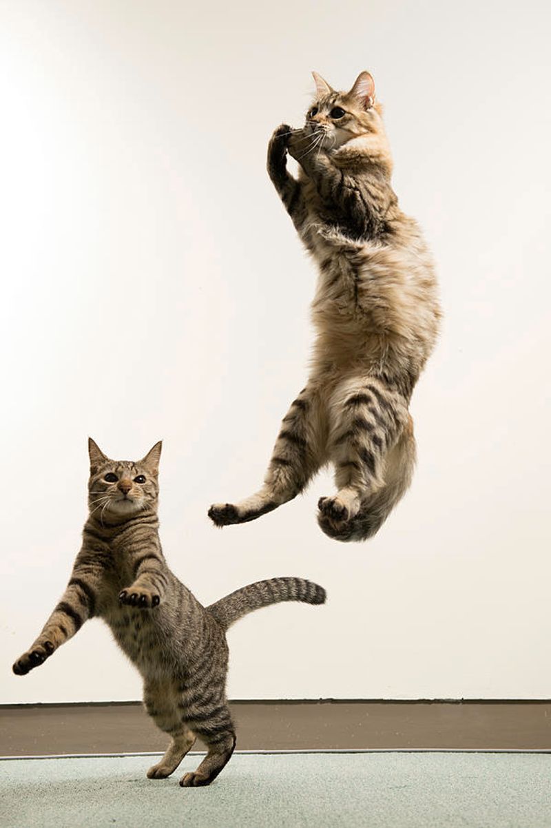 Playful Pouncing