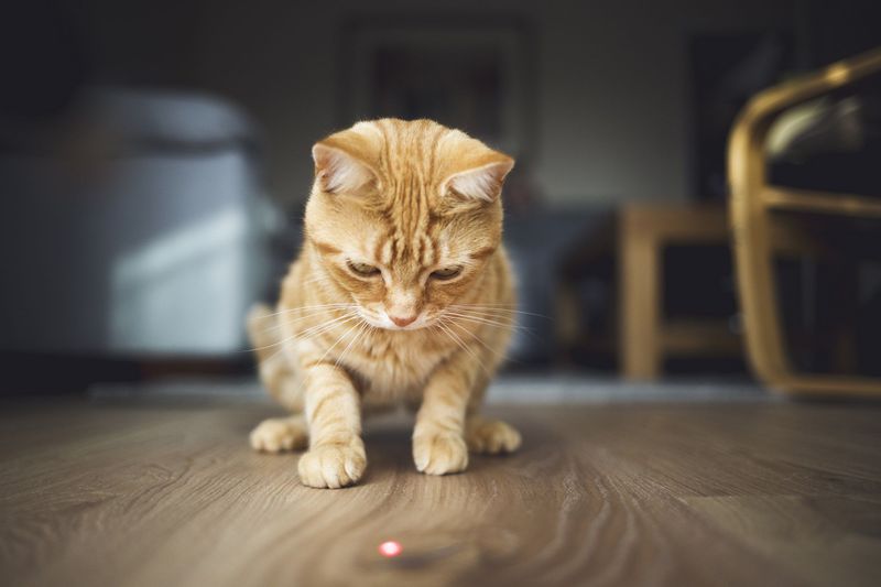 Playtime with Laser Pointers