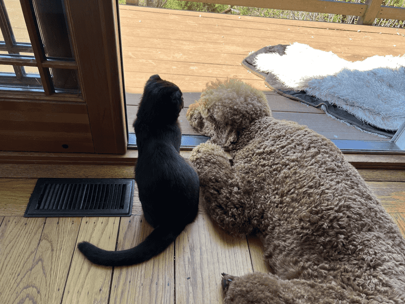 Poodle