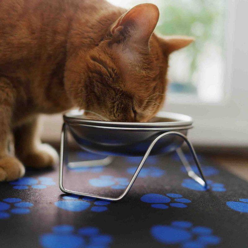 Plastic Food and Water Bowls