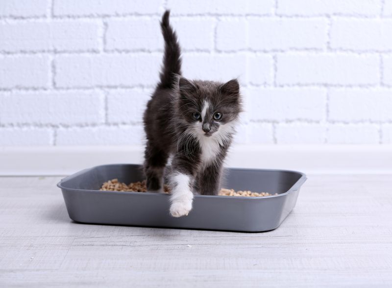 Not Using the Litter Box