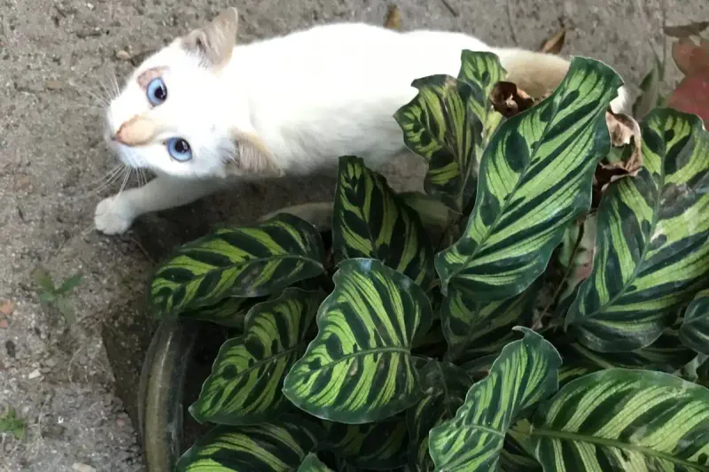 Prayer Plant