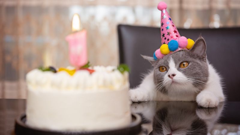 Plan a Few Pet-Friendly Activities