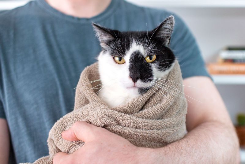 Restrain Your Cat Gently