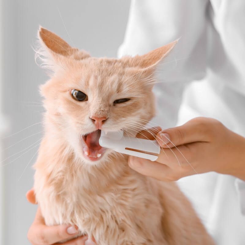 Preventative Dental Care