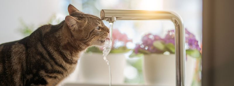 Proper Hydration