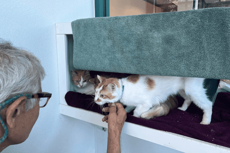 Offer Enrichment and Play