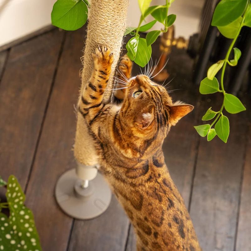 Provide Climbing Spaces