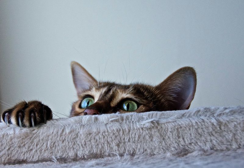 Provide Evening Playtime