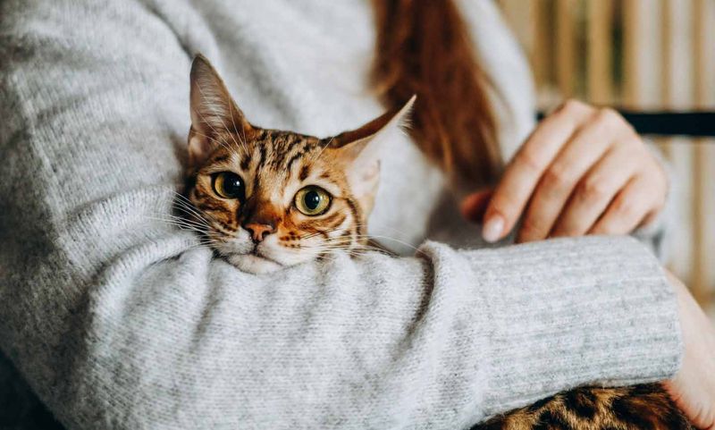 Provide Extra Comfort and Affection