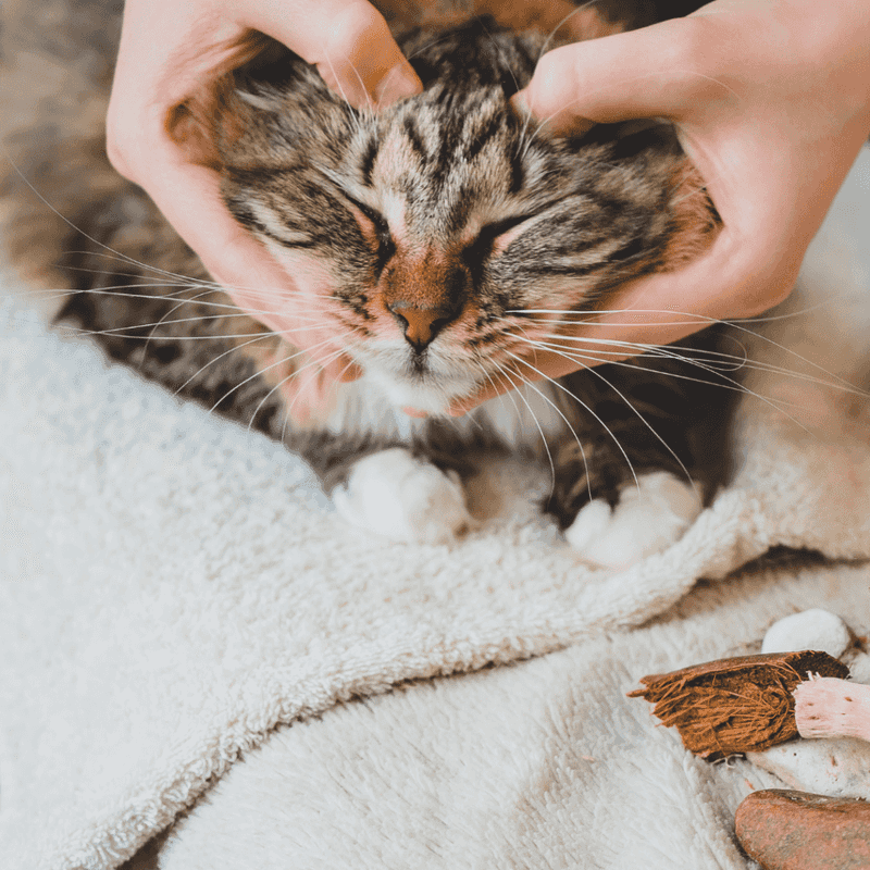 Manage Stress and Anxiety