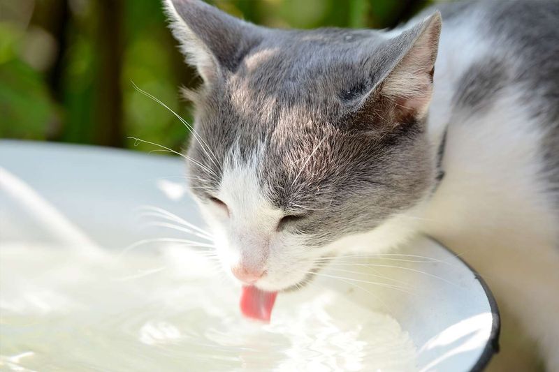 Provide Fresh Water