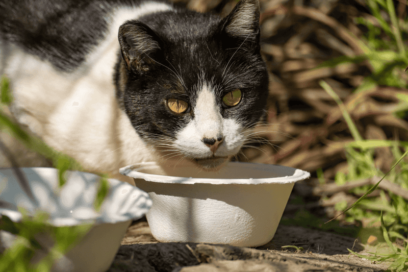 Provide Fresh Water