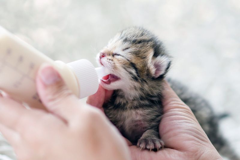 Offer Kitten-Safe Formula