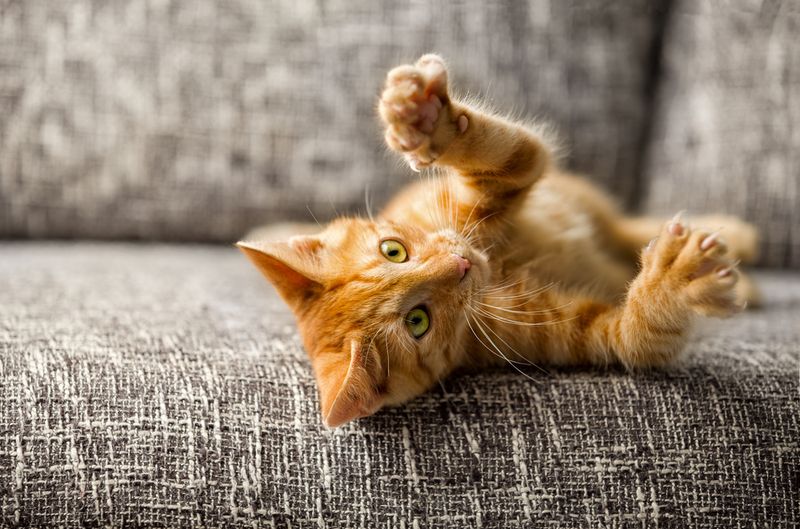 Provide Scratching Alternatives