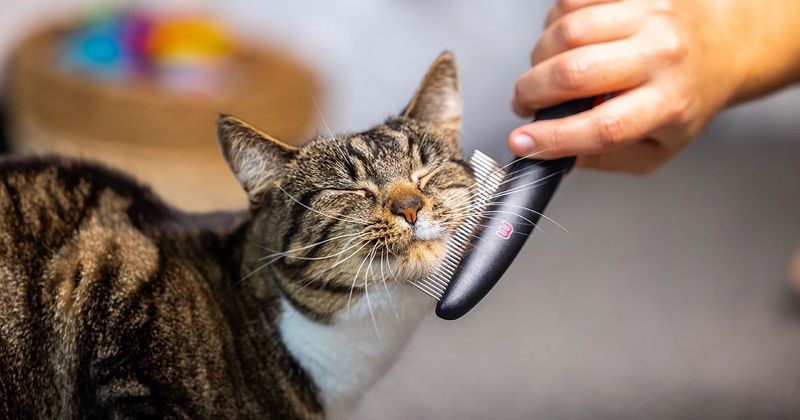Grooming Routine