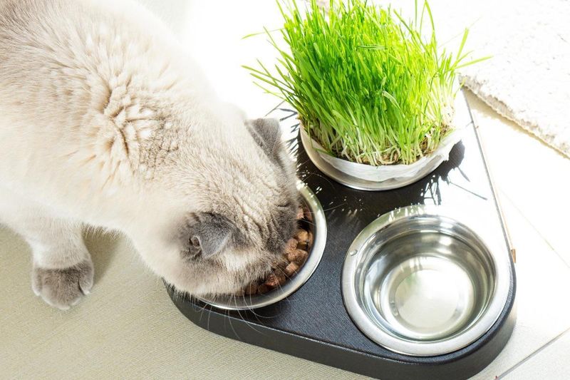 Provide a Nutritionally Balanced Diet