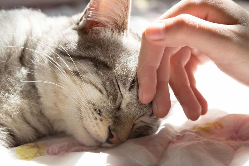 Providing Gentle Affection