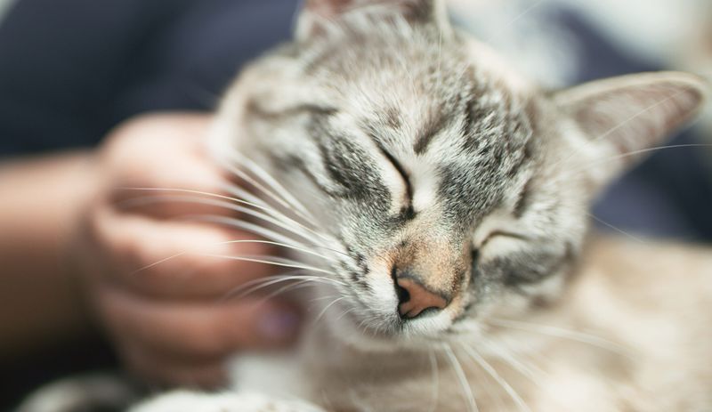 Purring