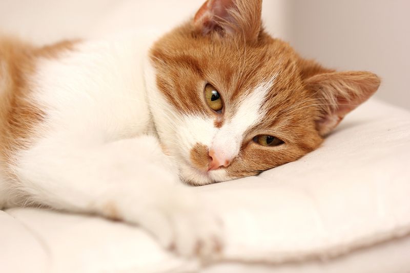 Purring While in Pain