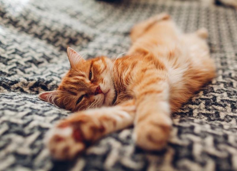 Purring
