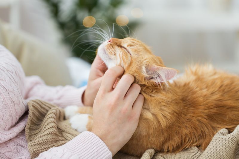 Purrs of Comfort