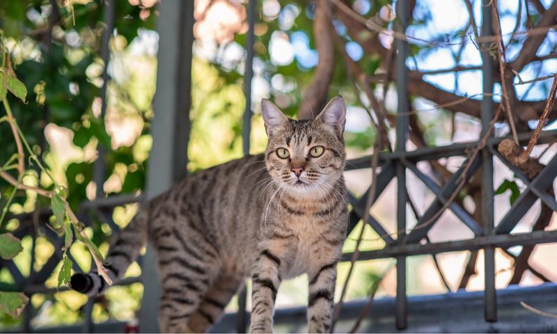 Safe Outdoor Time (on Leash or in Enclosure)