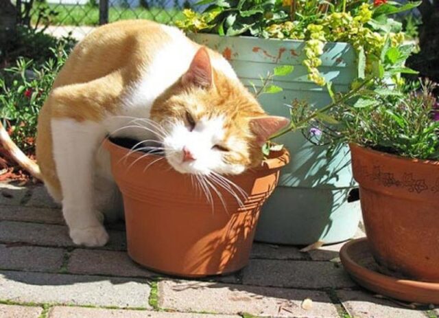 7 Herbal Antihistamines That Can Help Cats with Allergies