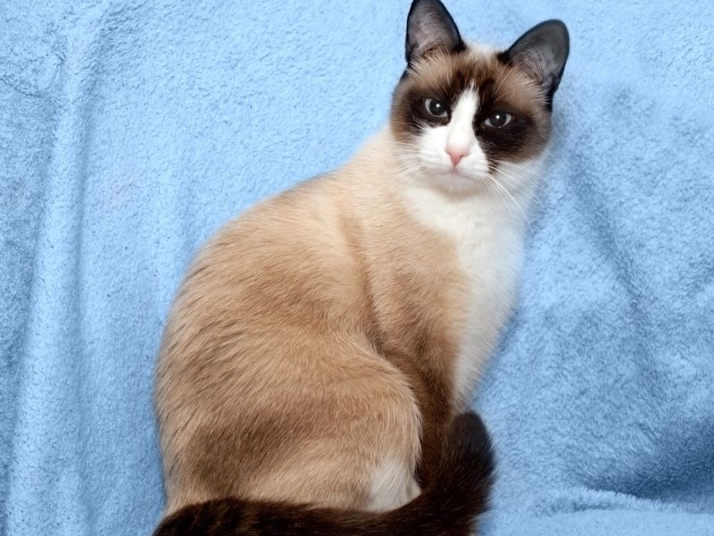Snowshoe (Siamese + American Shorthair)