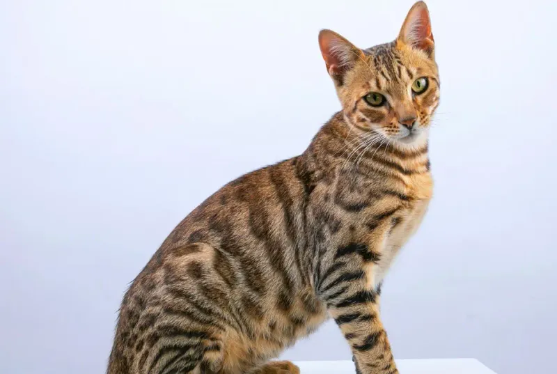 Bengal