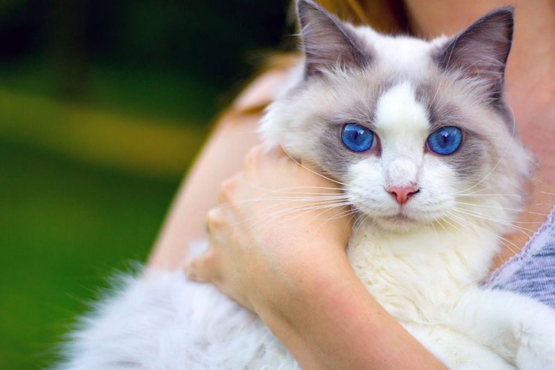 Ragdoll