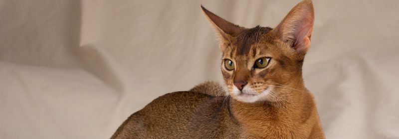 Abyssinian