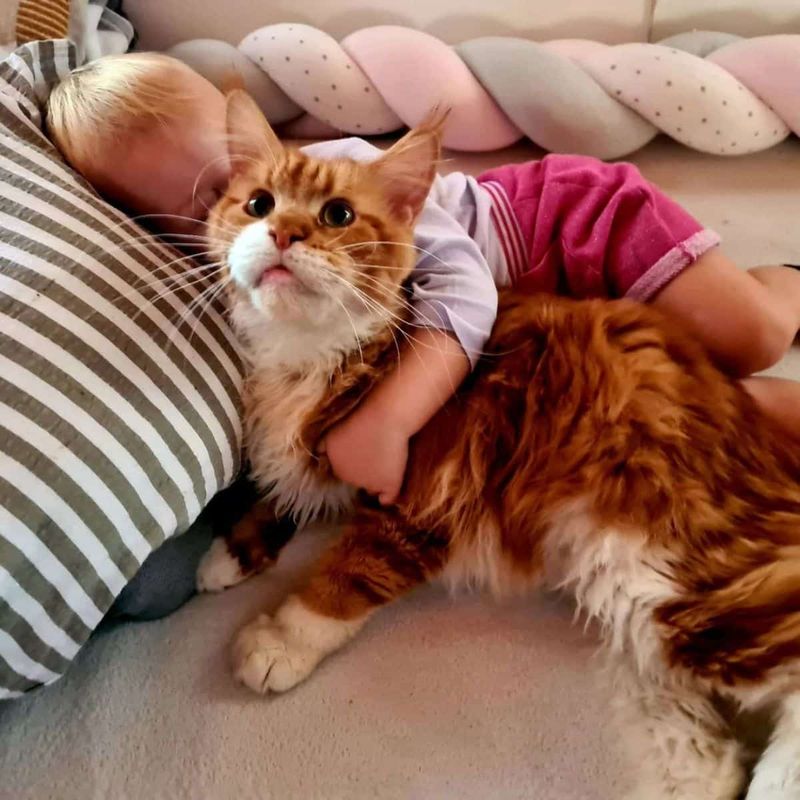 Maine Coon