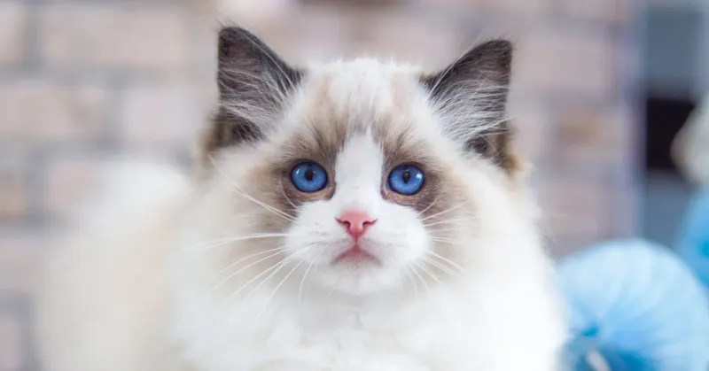 Ragdoll