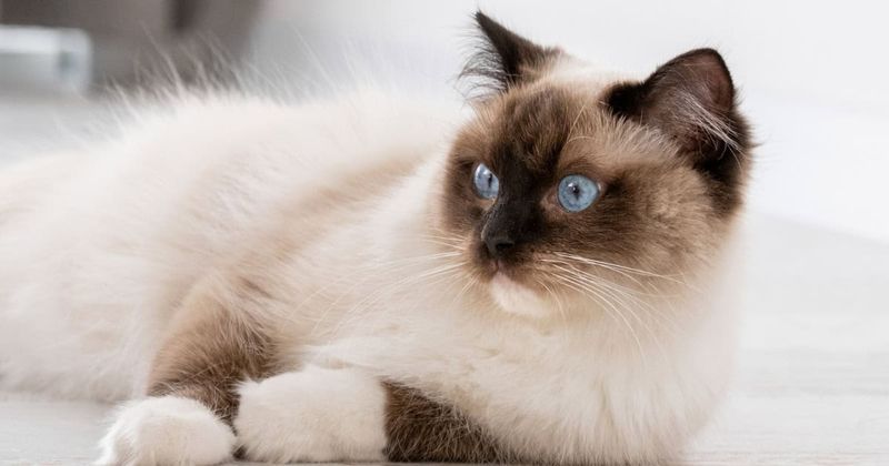 Ragdoll